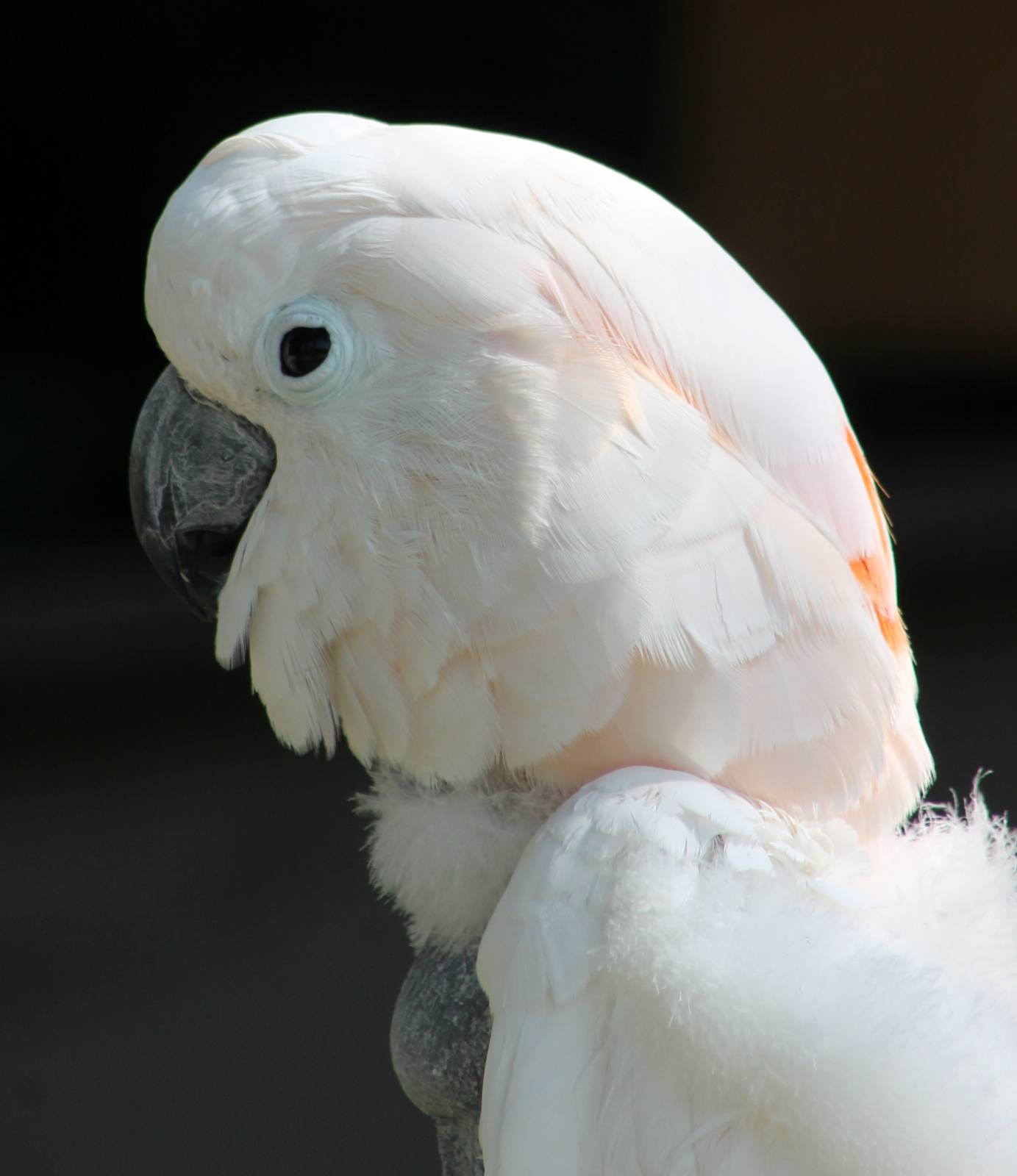 Salmon-crested cockatoo