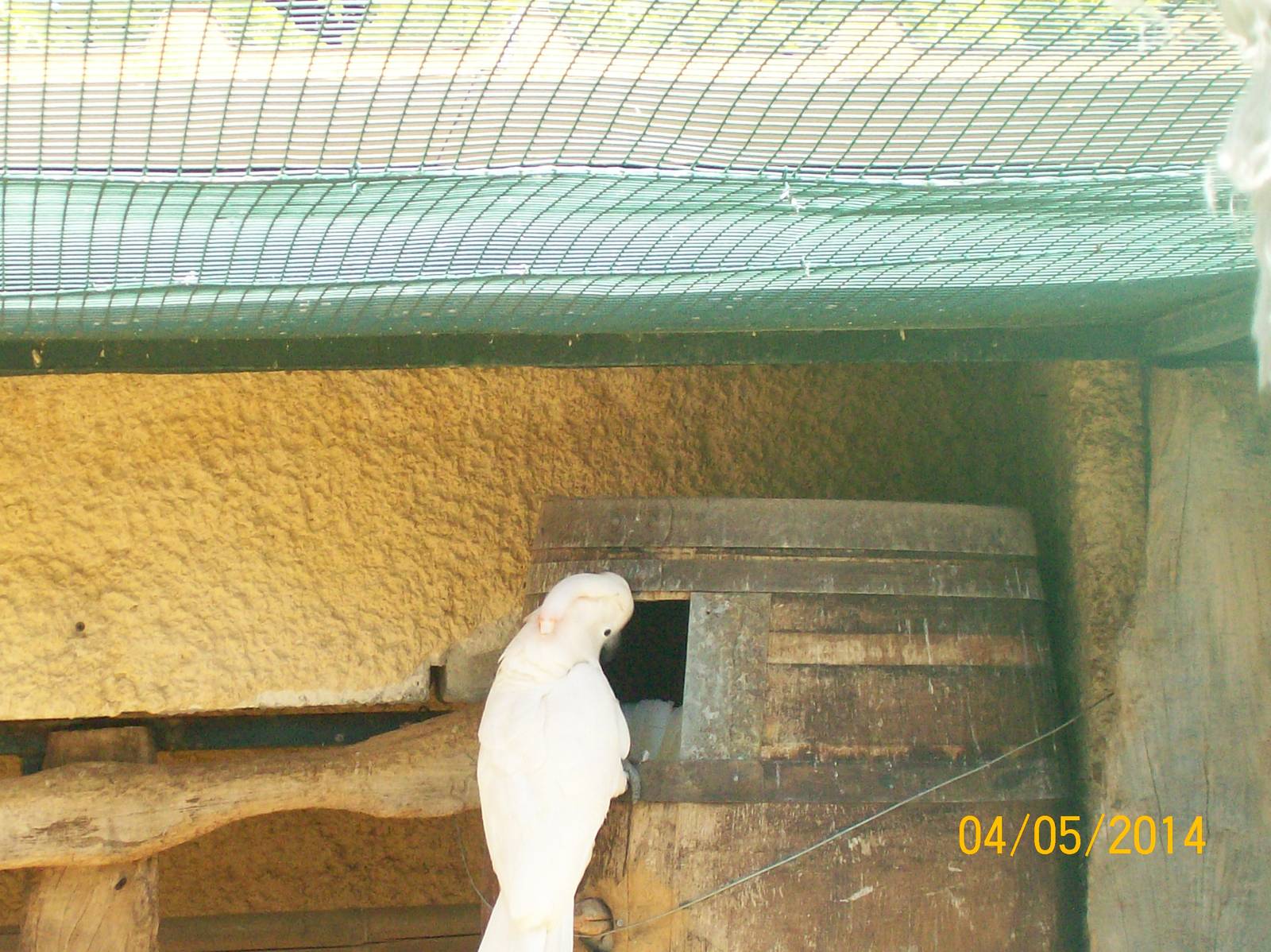 Salmon-crested cockatoo