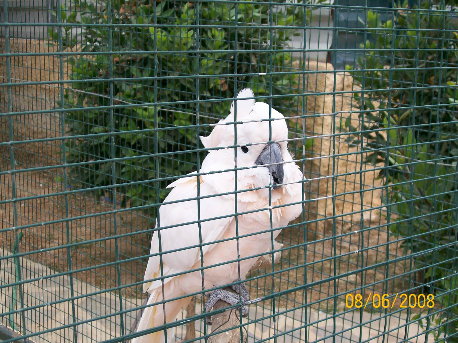 Salmon-crested cockatoo