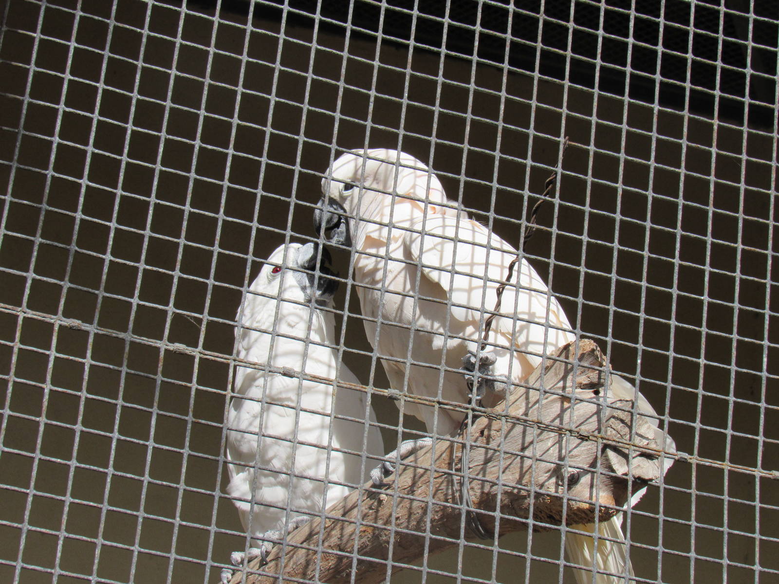 Salmon Crested Cockatoo