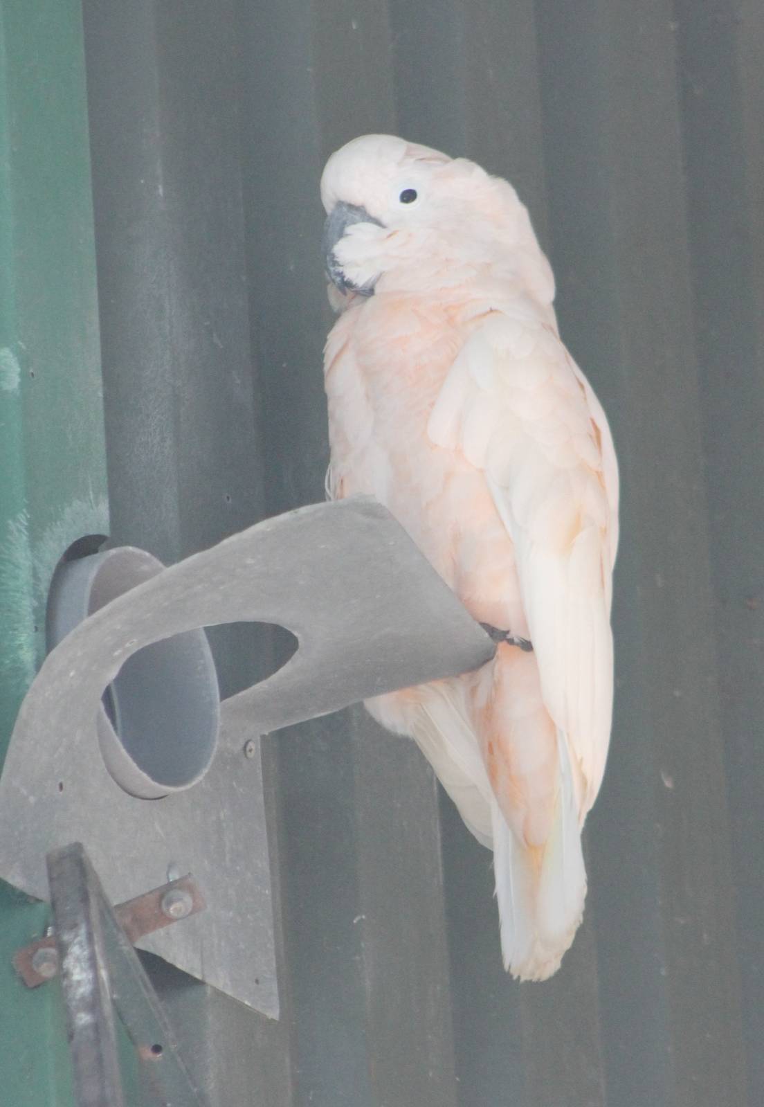 Salmon-crested cockatoo