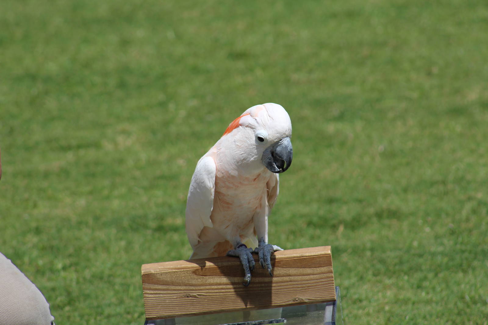 Salmon-Crested Cockatoo