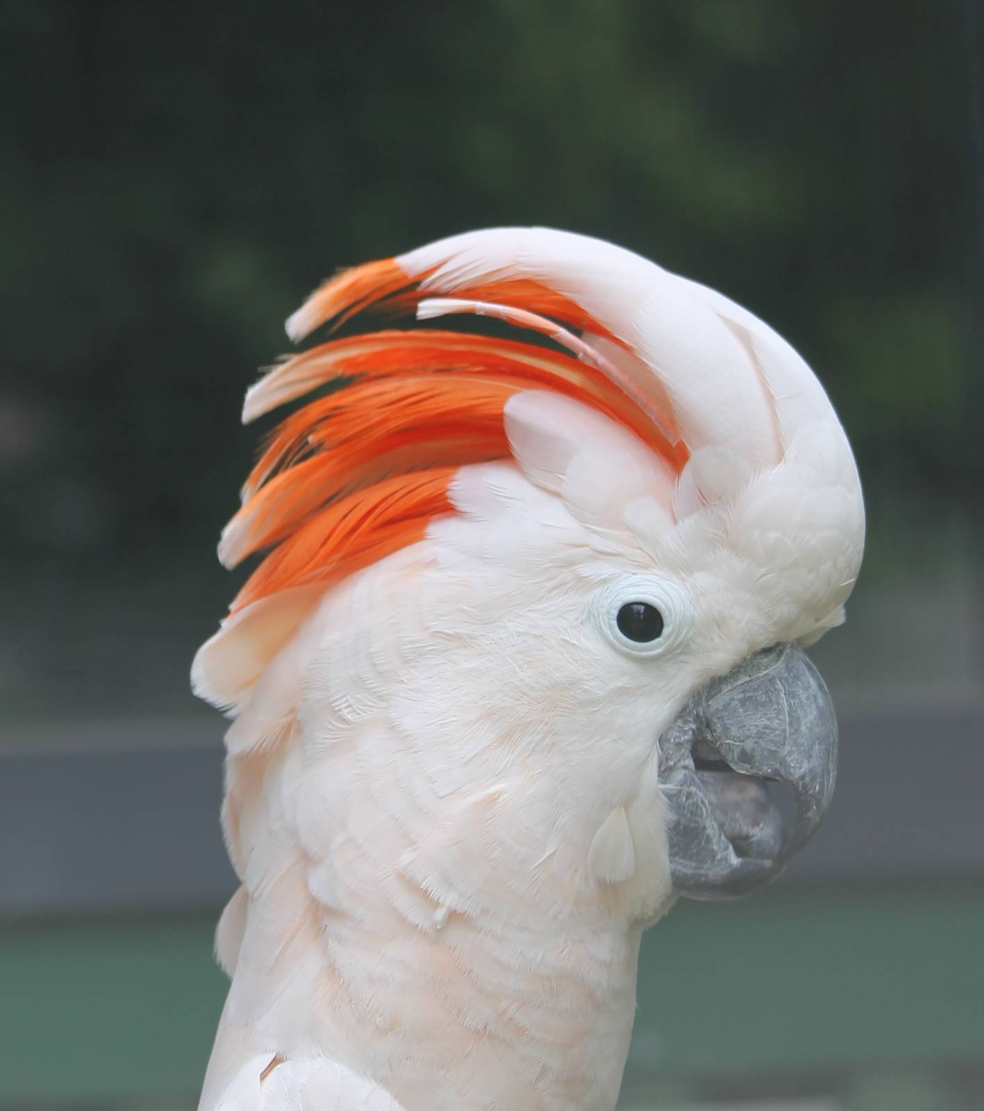 Salmon-crested cockatoo