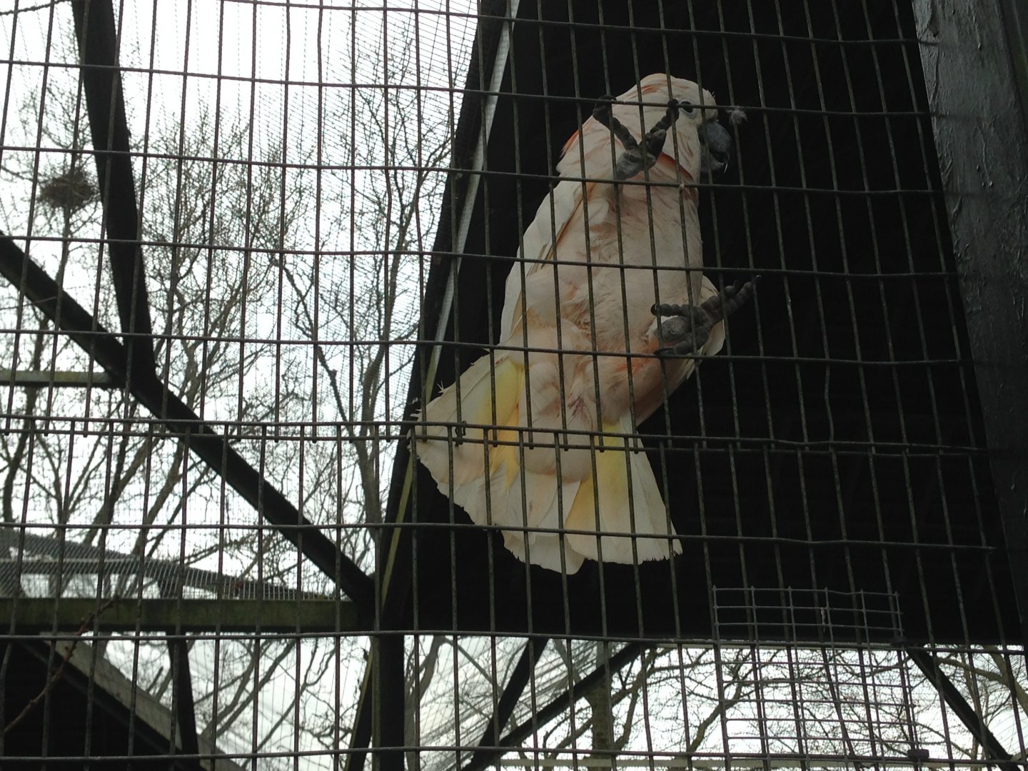 Salmon-Crested Cockatoo?