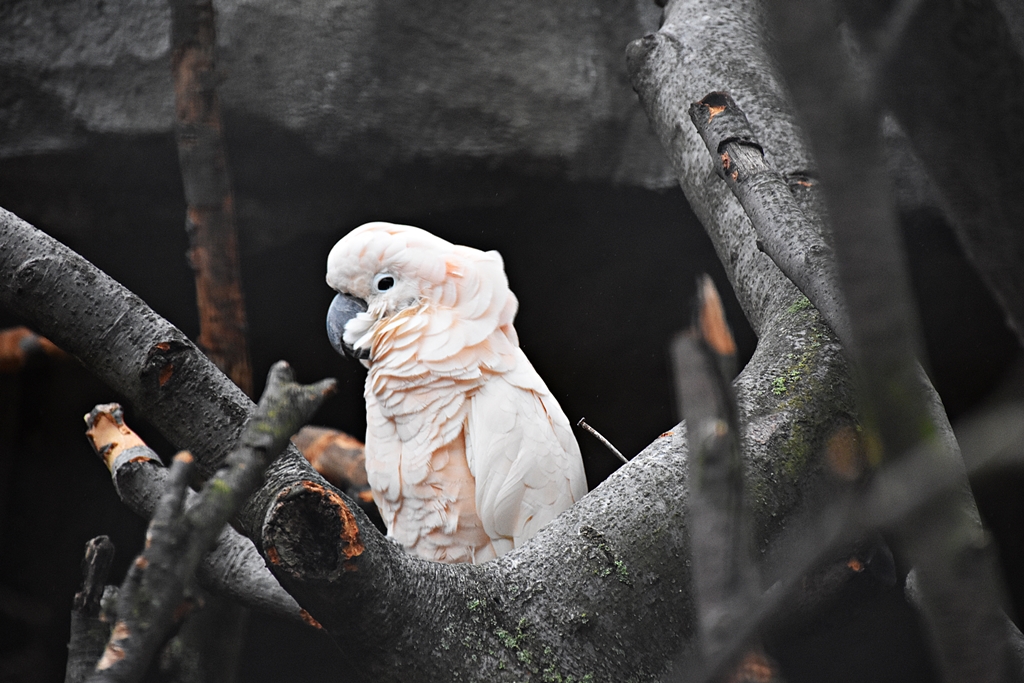 Salmon-crested cockatoo