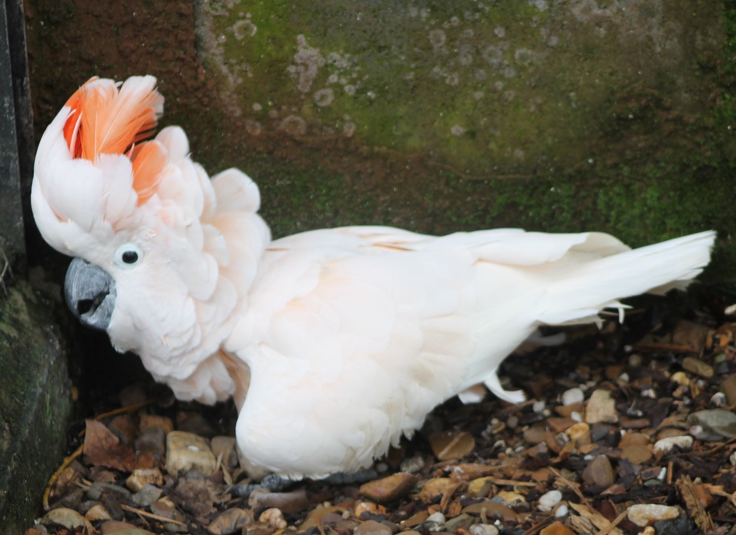 Salmon-crested cockatoo