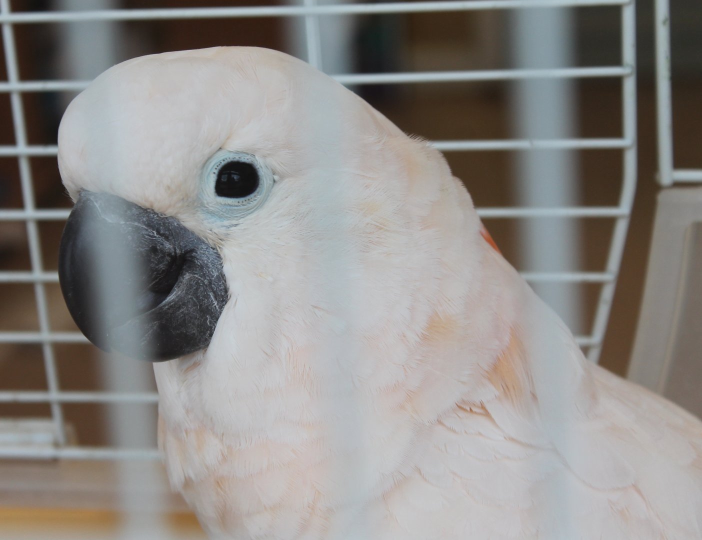 Salmon-crested cockatoo