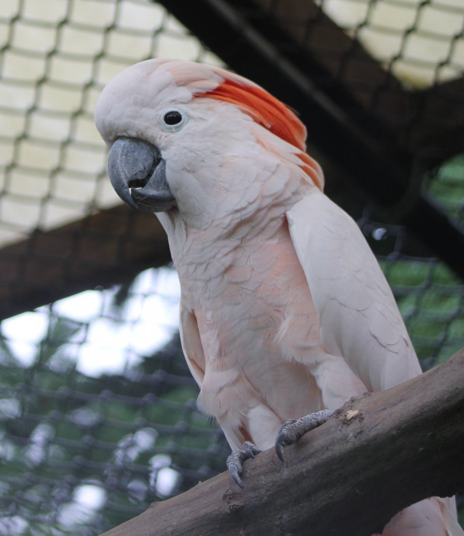 Salmon-crested cockatoo