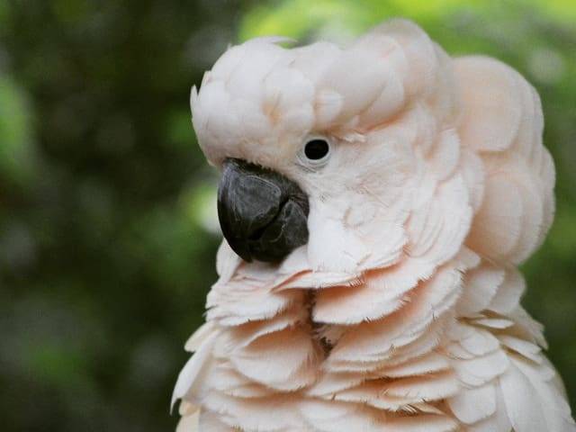 Salmon-crested Cockatoo