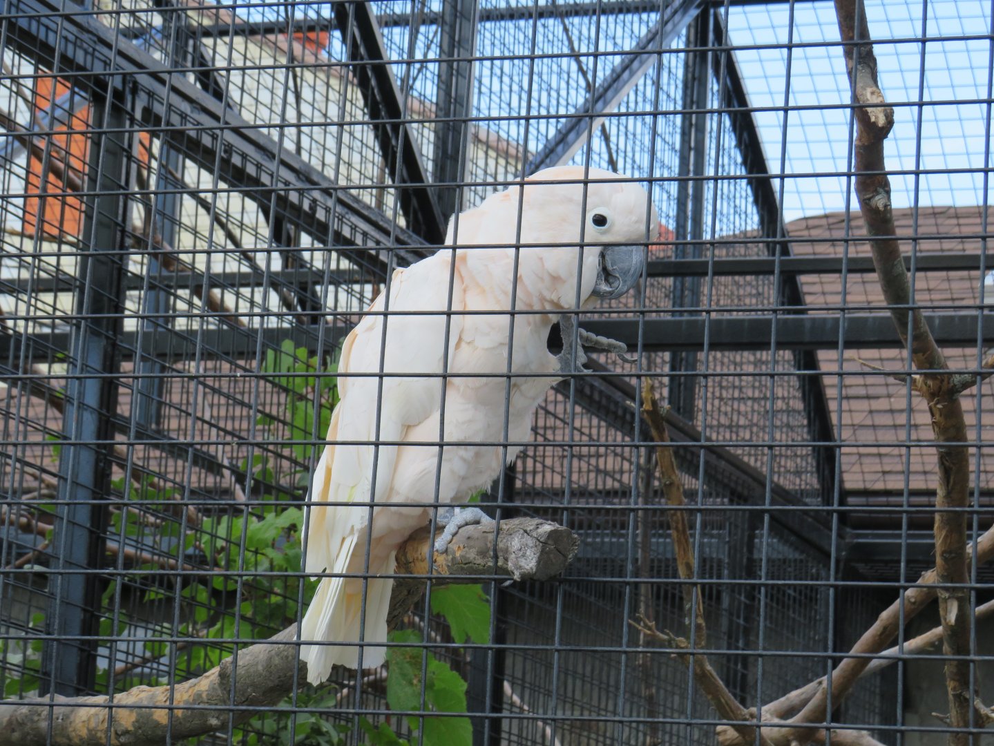 Salmon-crested cockatoo