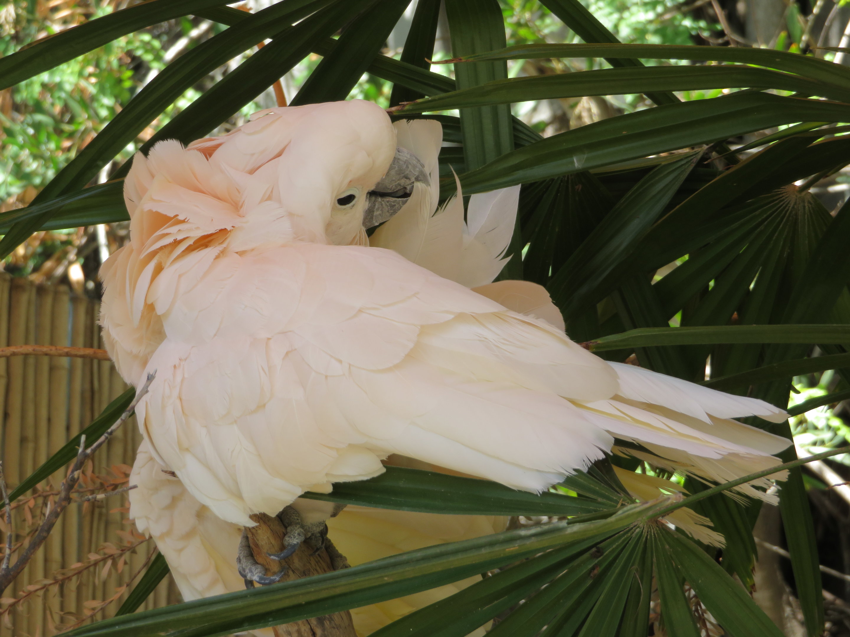 Salmon-crested Cockatoo