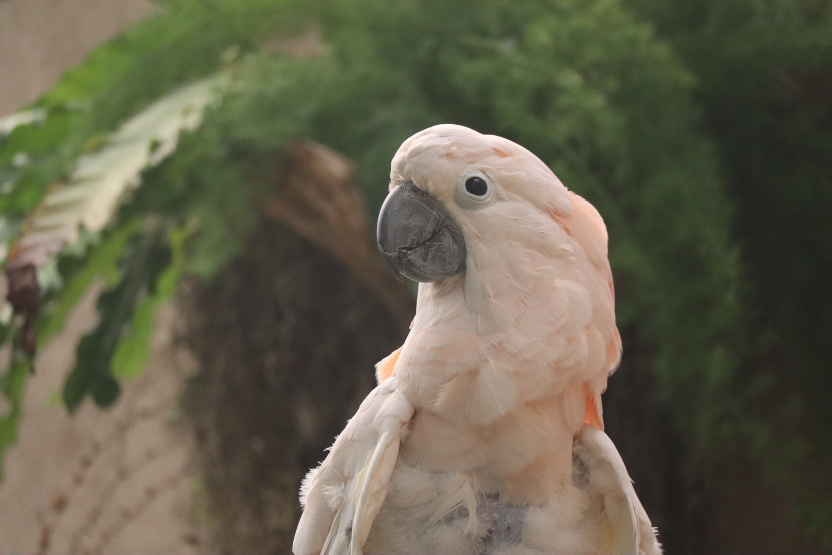 Salmon Crested Cockatoo