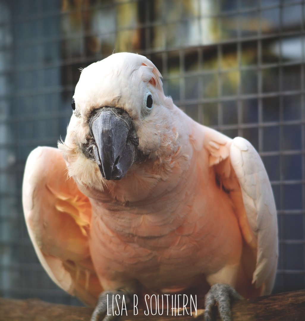 Salmon crested cockatoo
