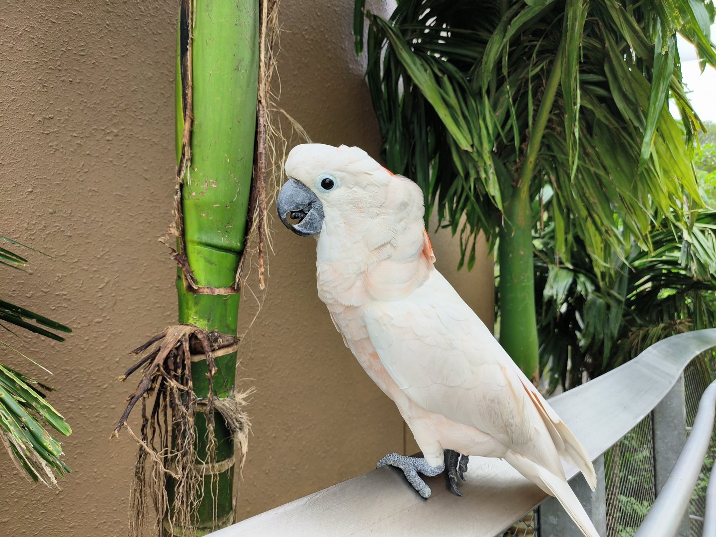 Salmon-Crested Cockatoo