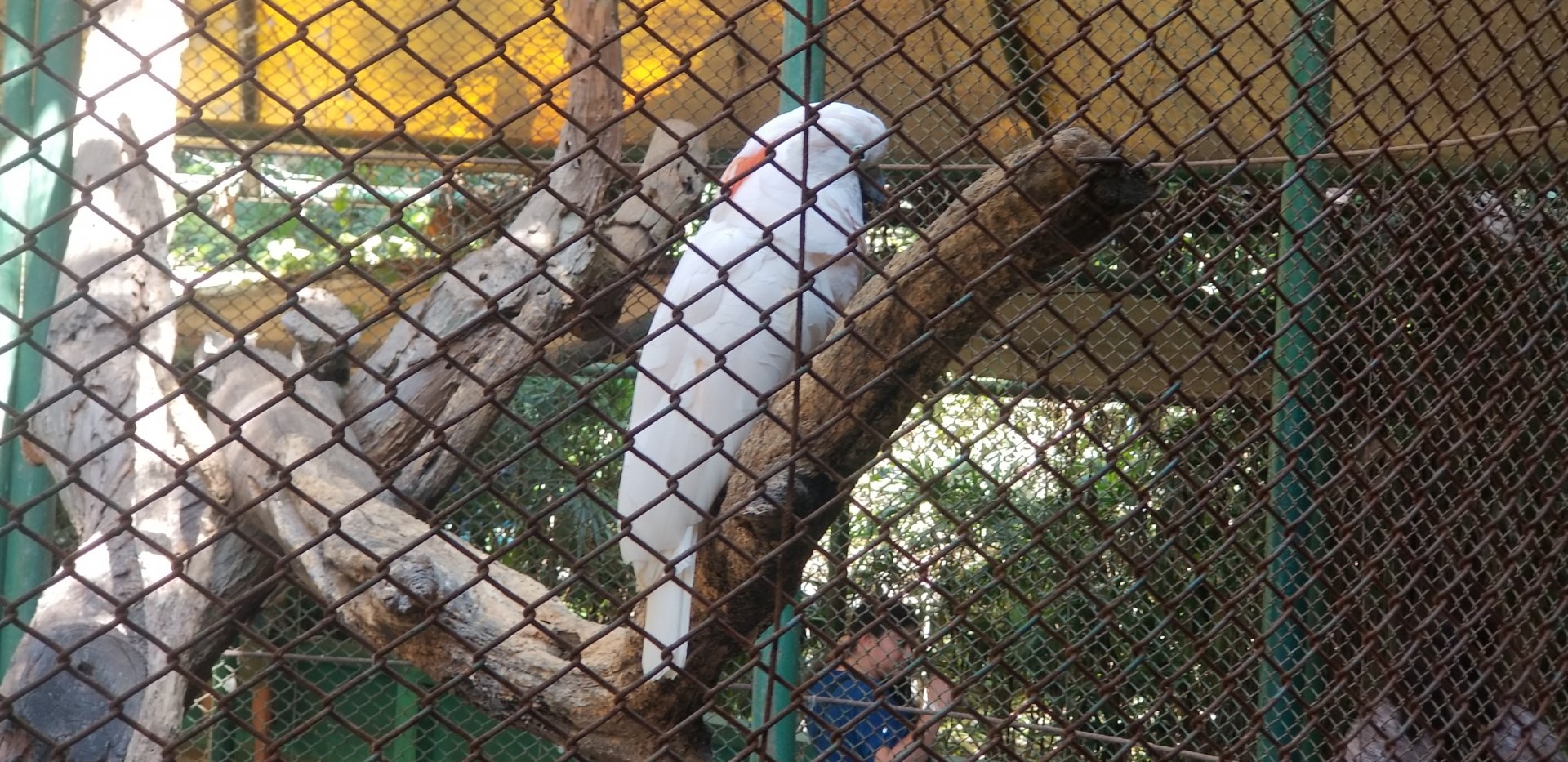 Salmon-crested Cockatoo