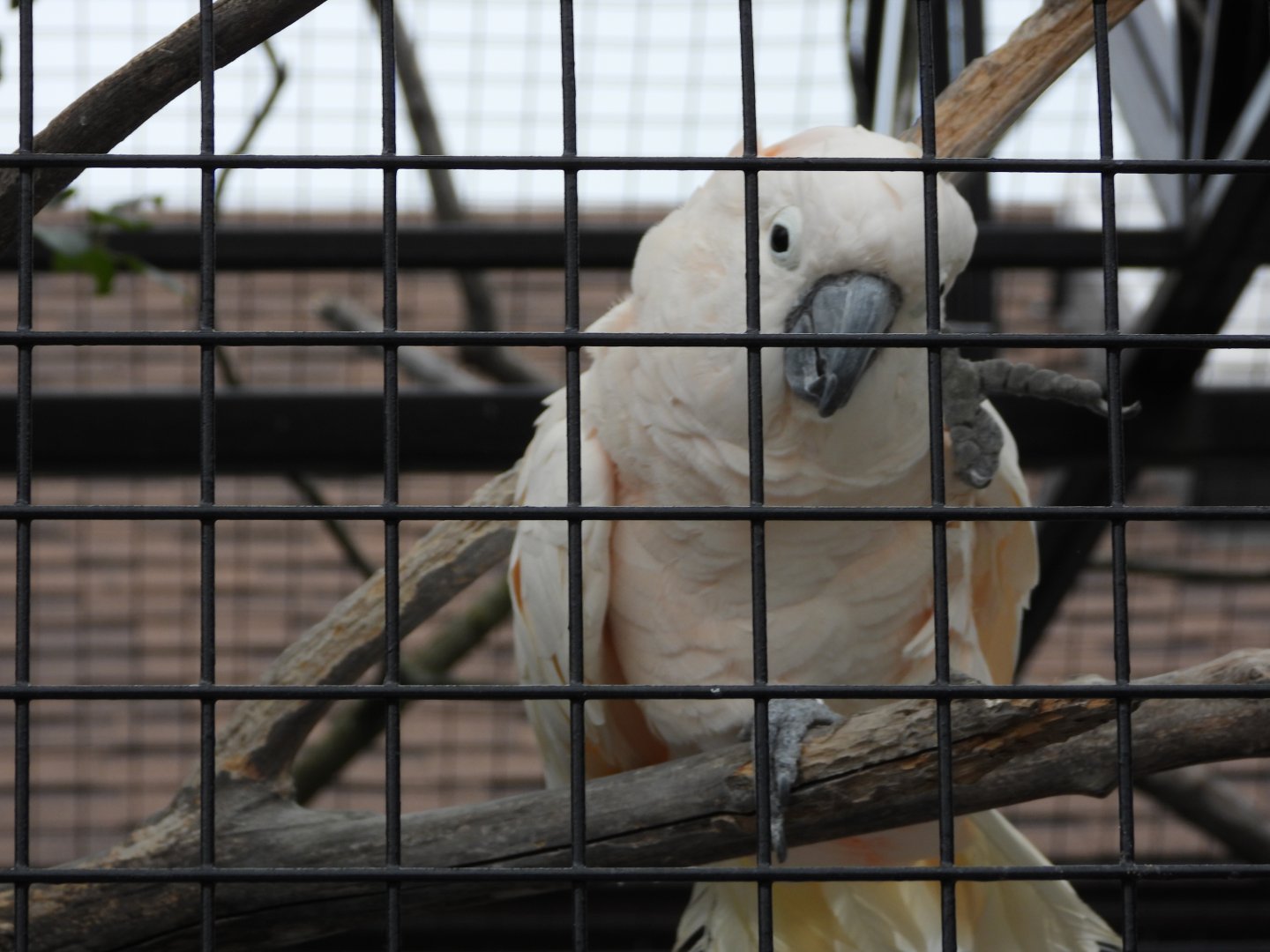 Salmon-crested cockatoo