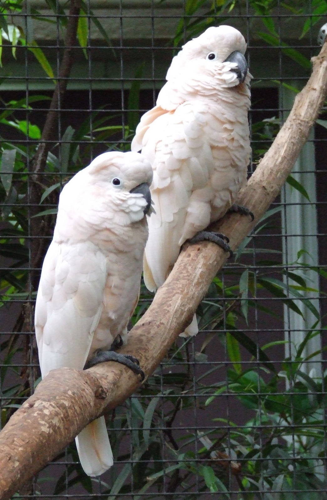 Salmon-crested Cockatoo