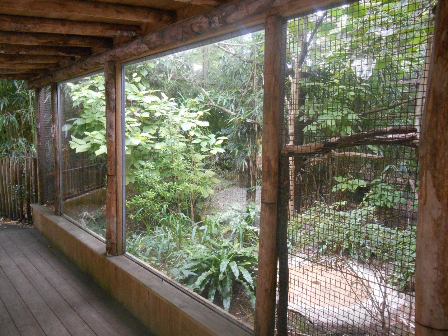Salmon-crested Cockatoos Aviary