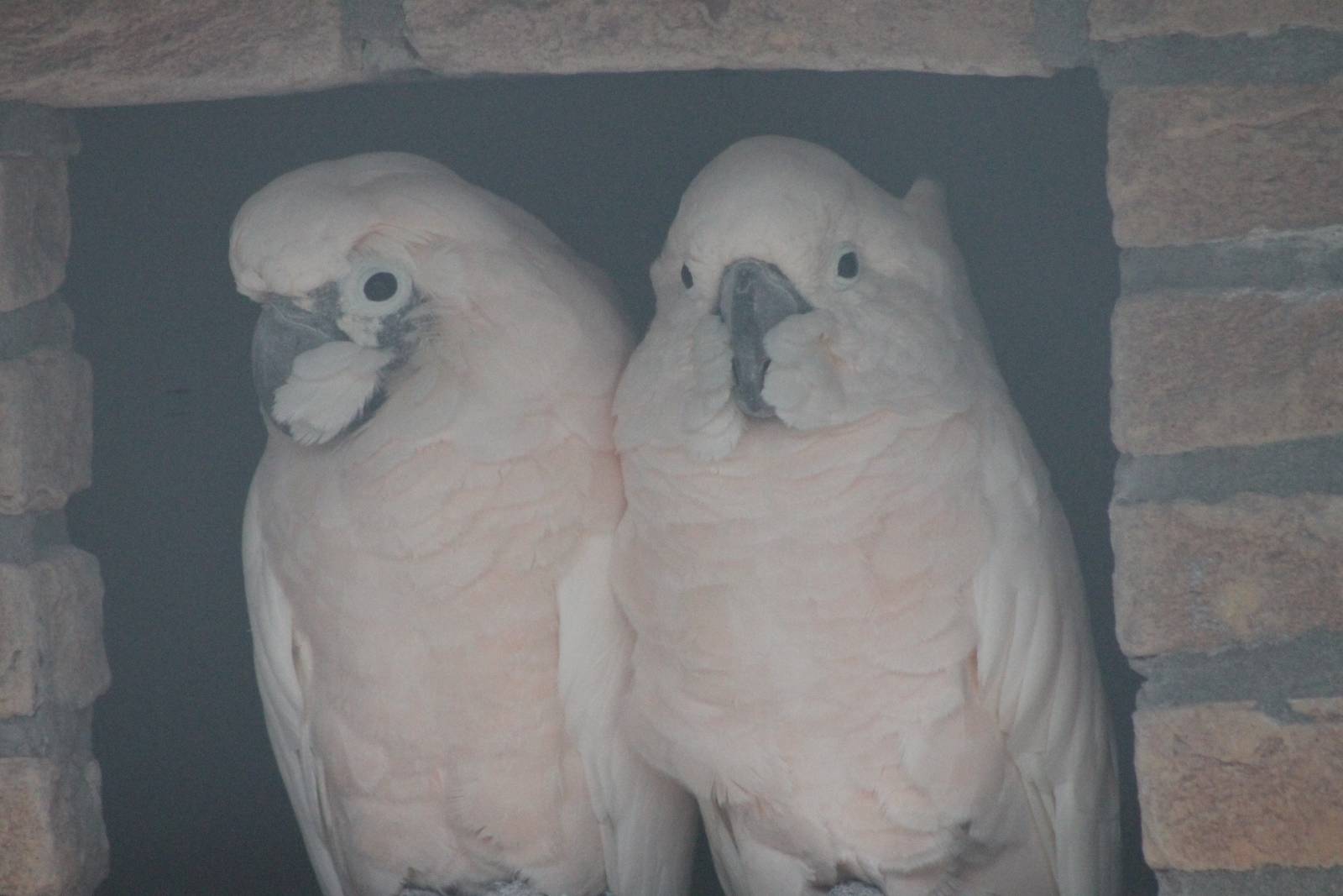 Salmon-crested cockatoos