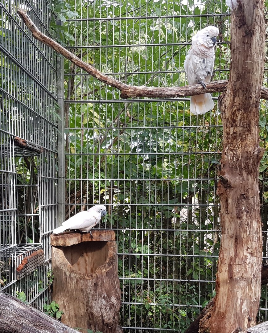 Salmon-crested cockatoos