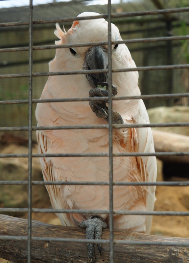 Salmon-crested or Moluccan cockatoo (Cacatua moluccensis), Aug 28th, 2018