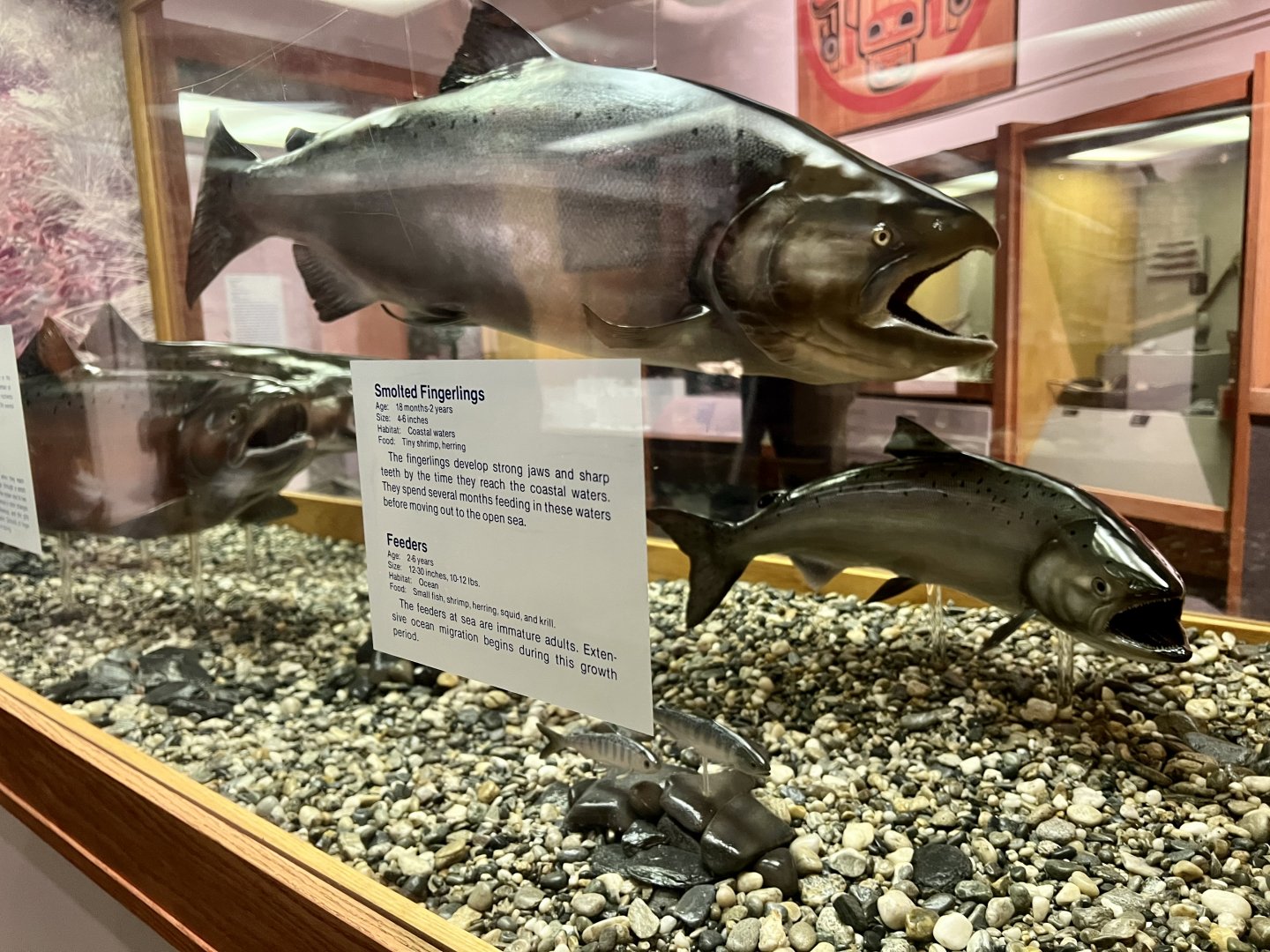 Salmon Display