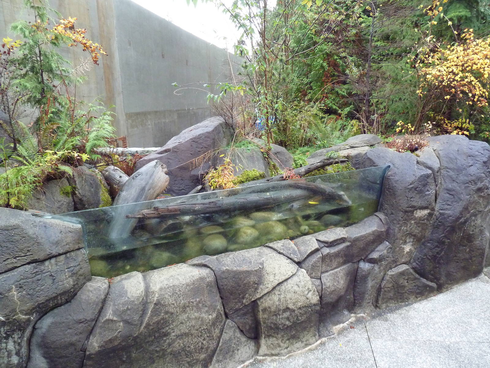 Salmon Exhibit - Empty