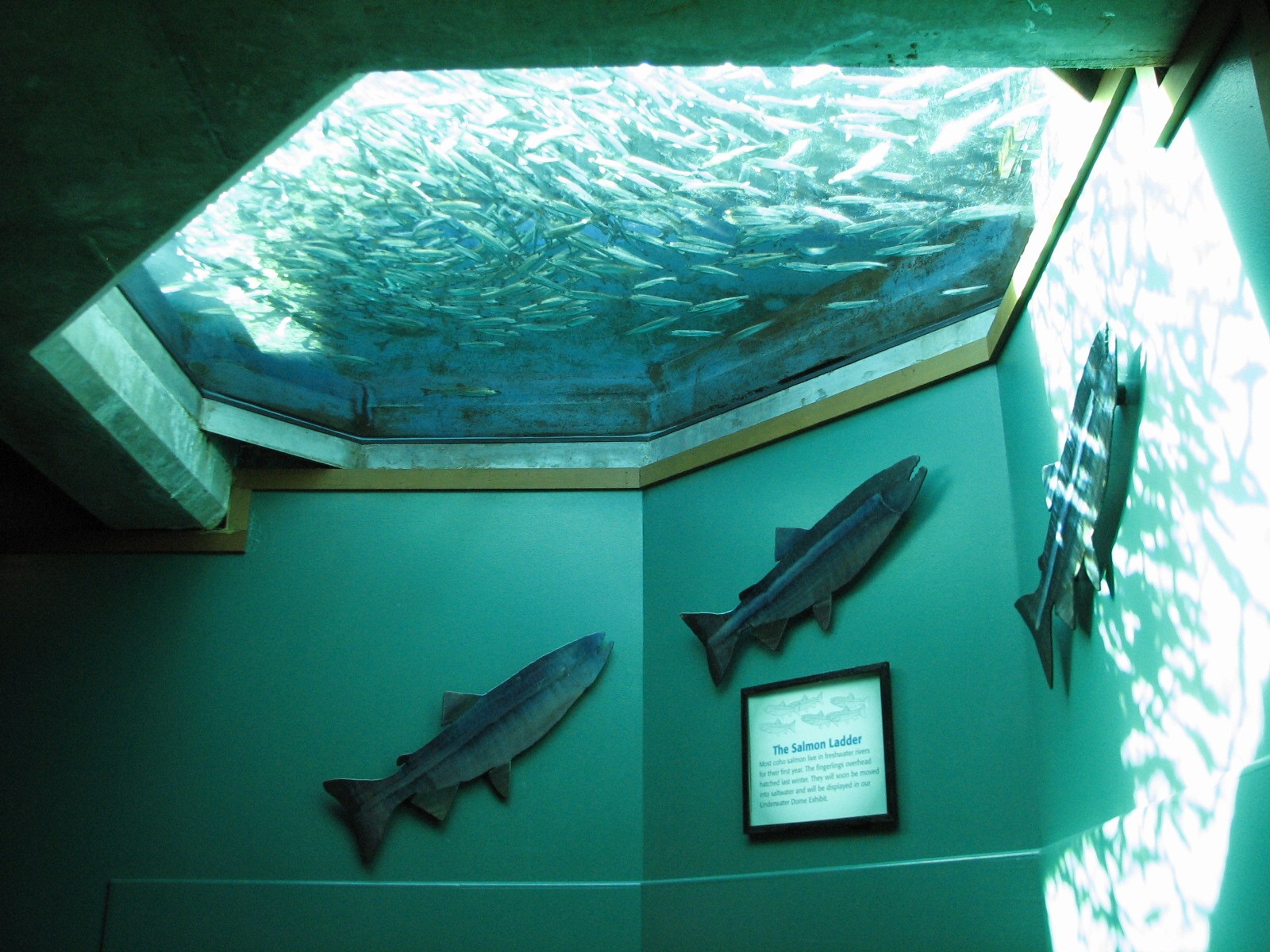 Salmon Ladder Interior Viewing