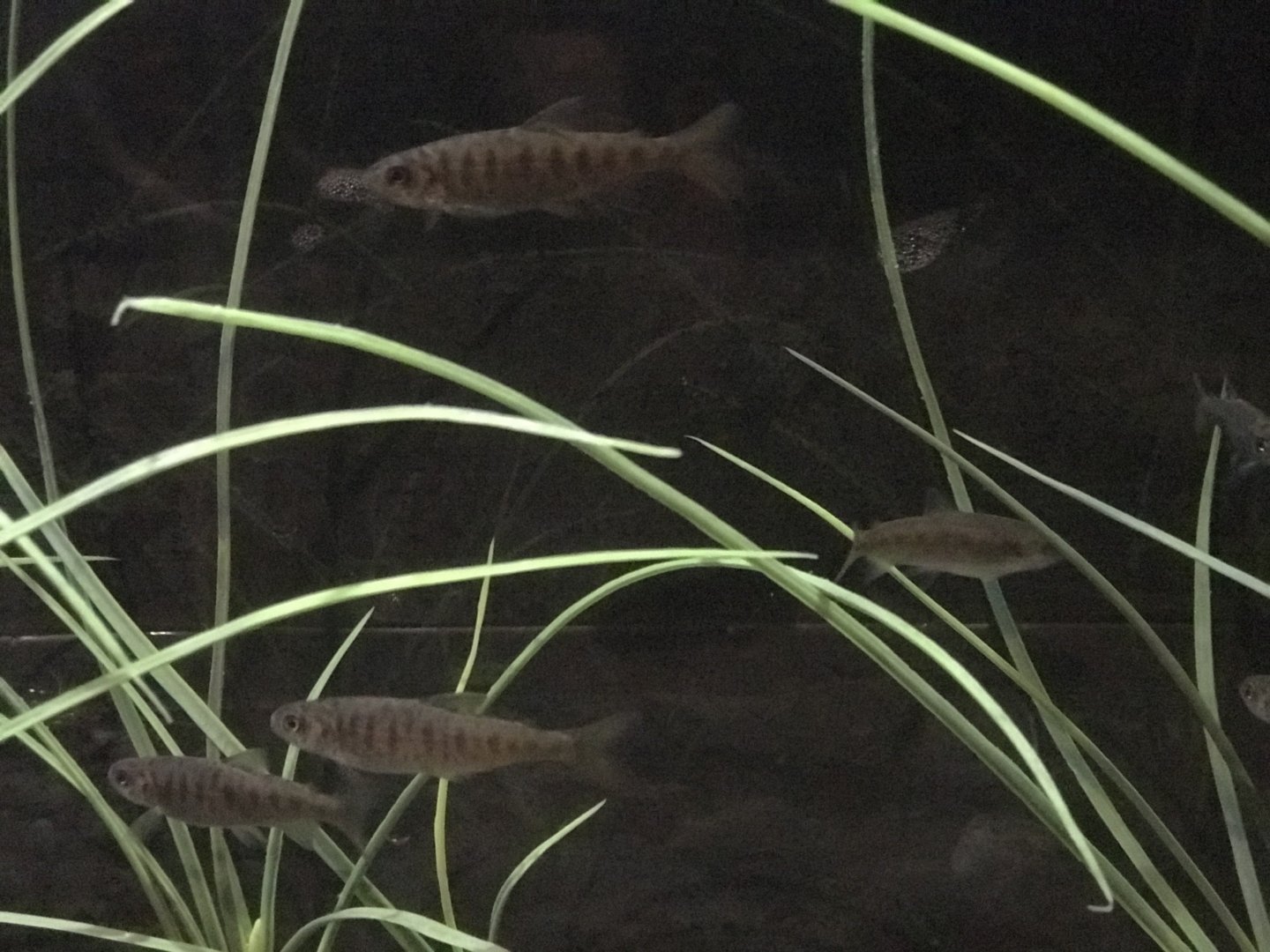 Salmon Lifecycle Exhibit