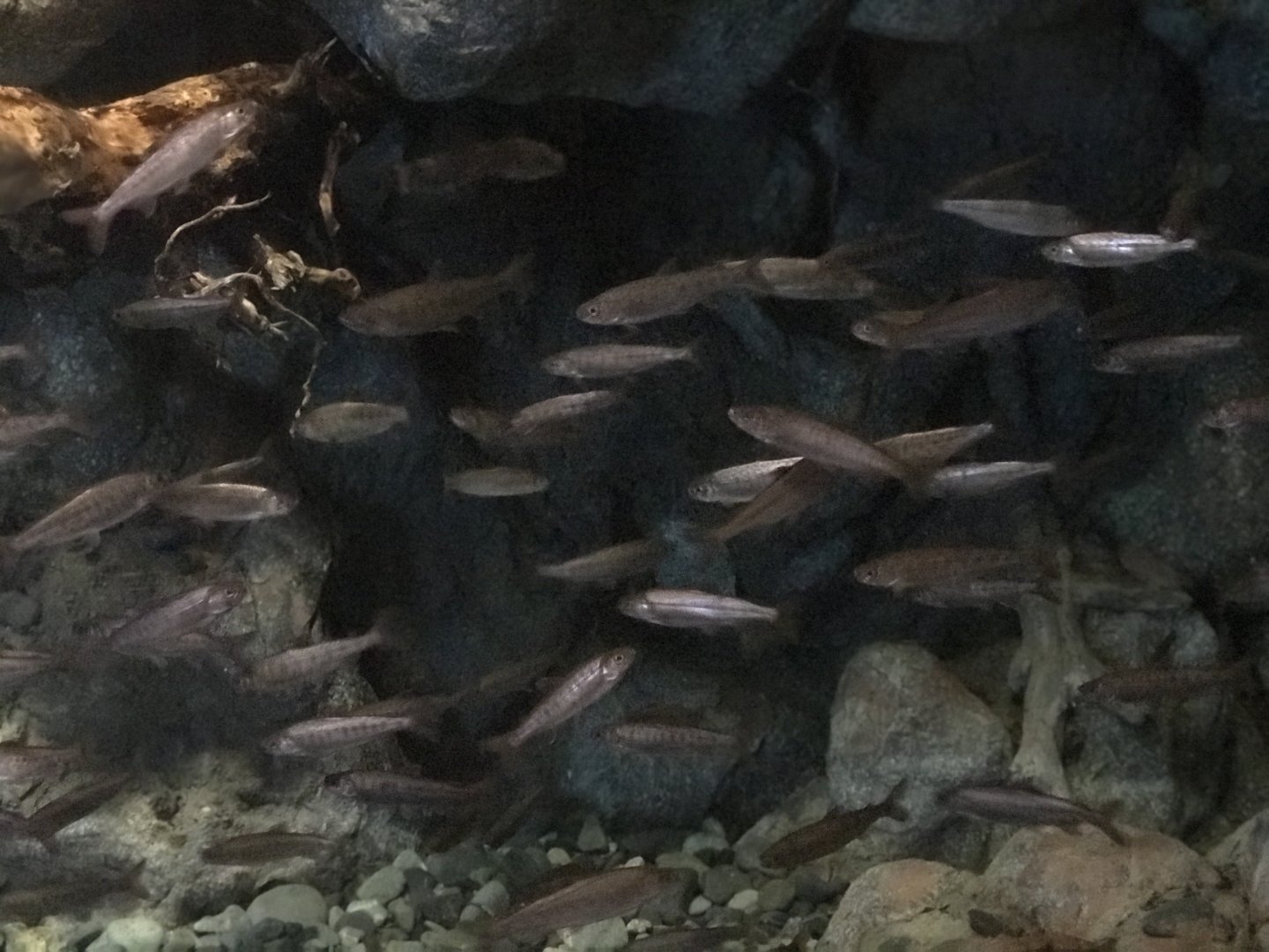 Salmon Lifecycle Exhibit