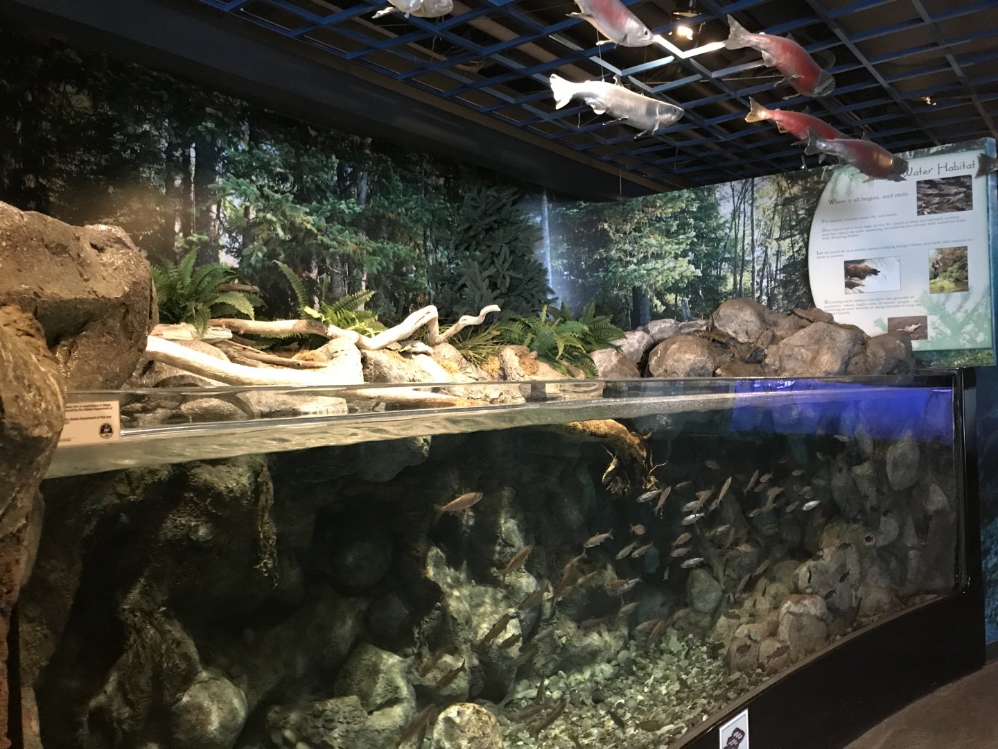 Salmon Lifecycle Exhibit