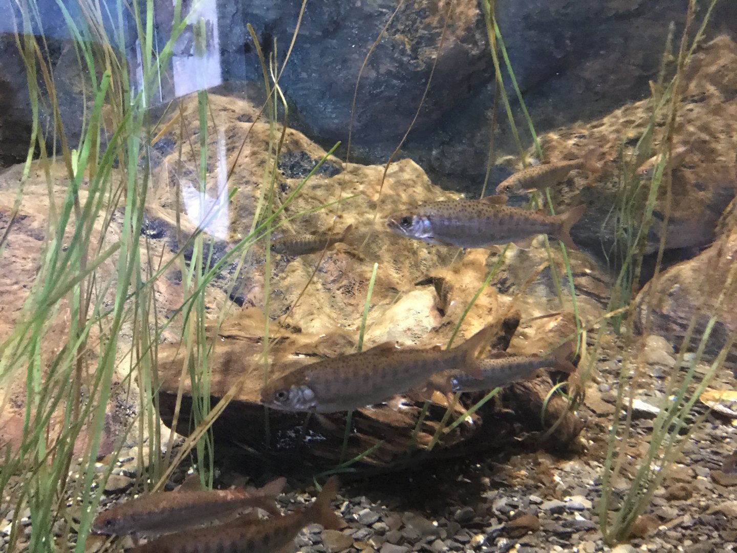Salmon Lifecycle Exhibit