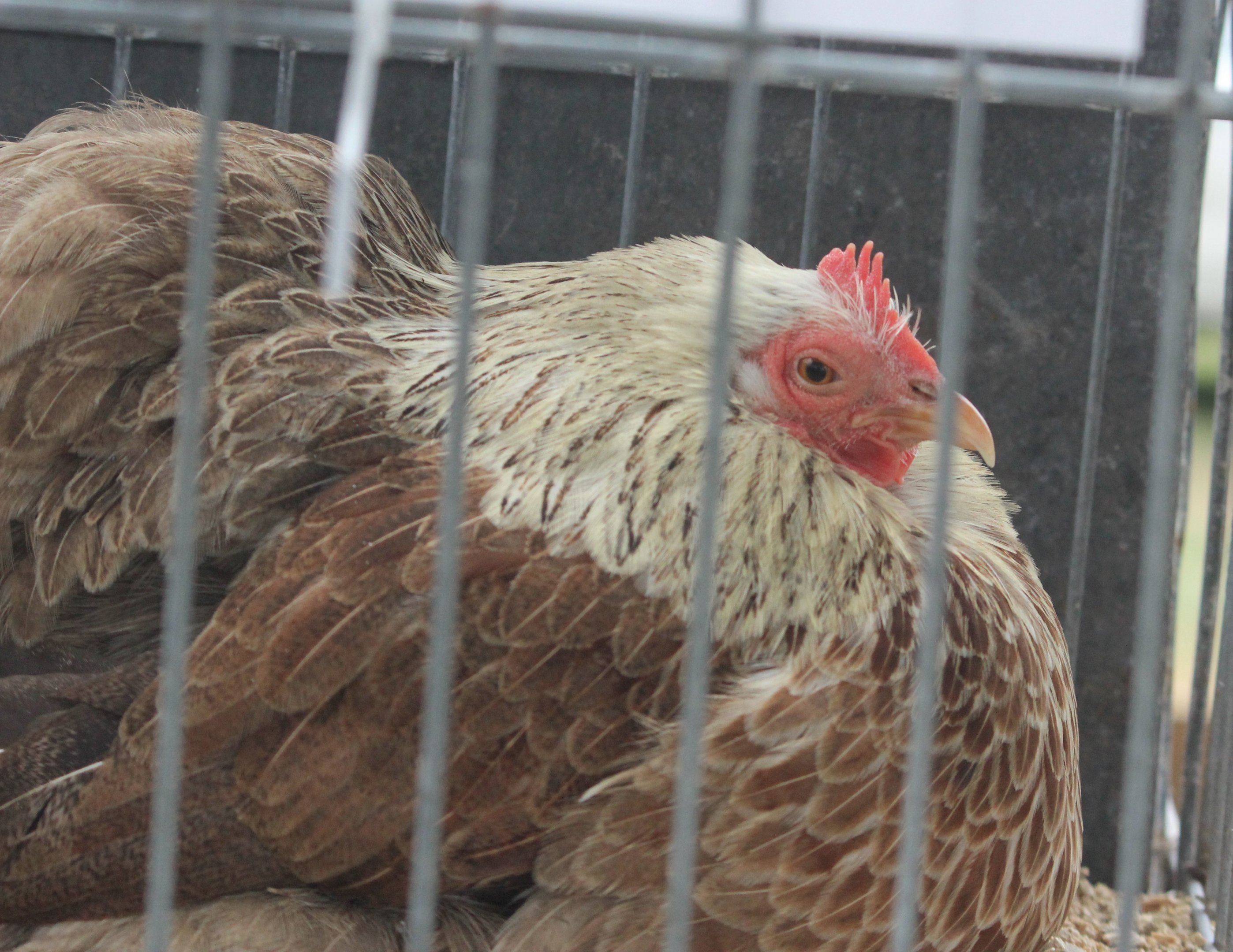 Salmon Pekin hen, Horowhenua AP&I Show 2022