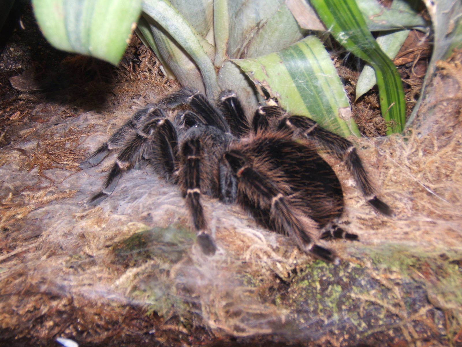 Salmon Pink Bird-eating Spider