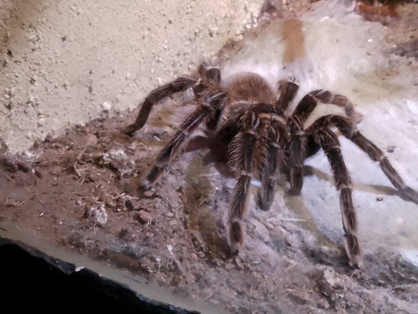 Salmon Pink Bird Eating Tarantula