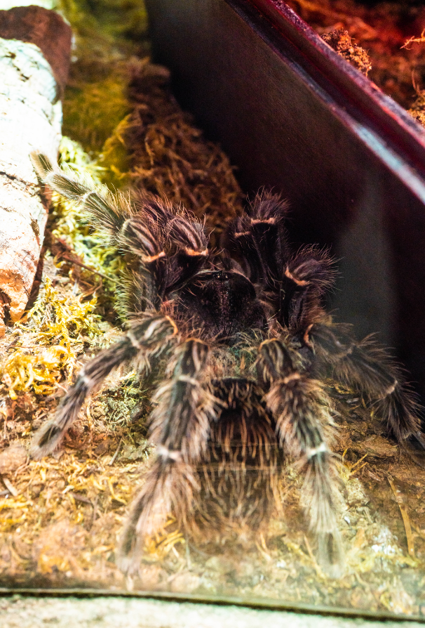 Salmon Pink Birdeater