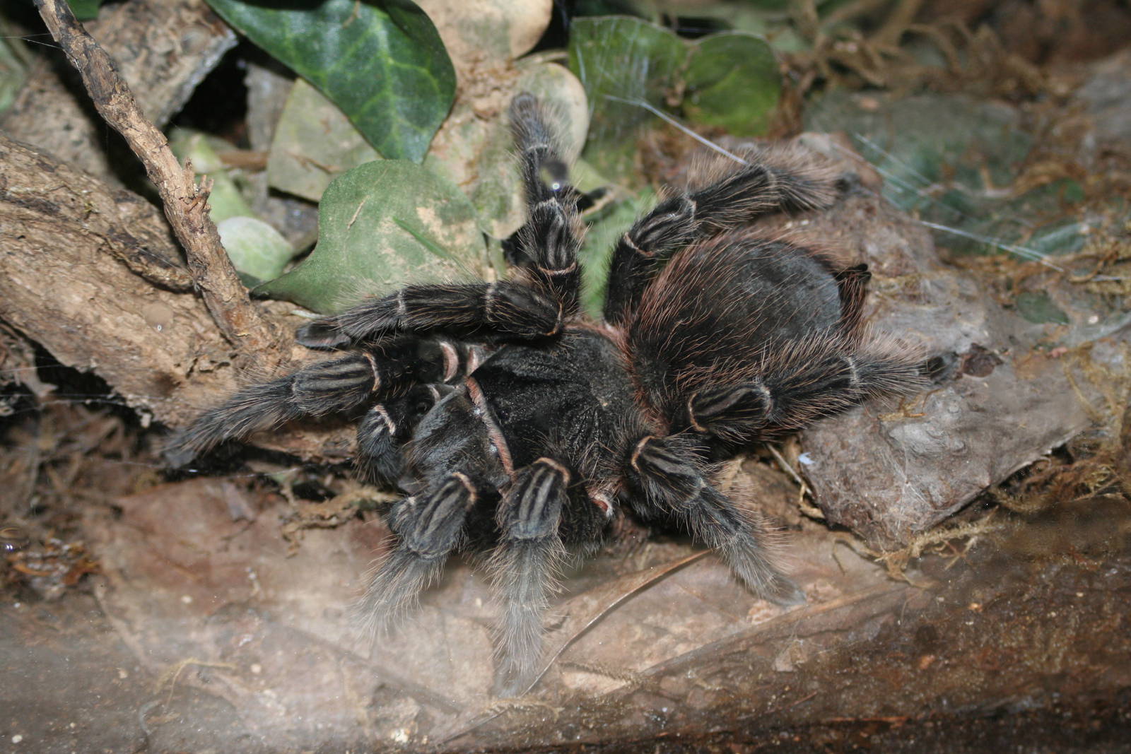 Salmon Pink (?) Tarantula @ Port Lympne; 01.05.2011