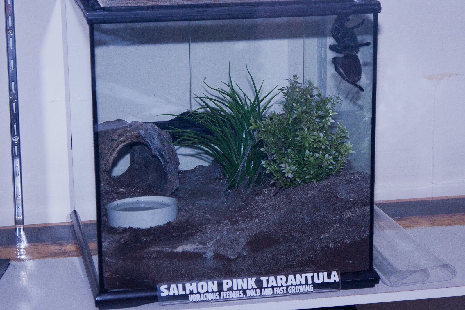 Salmon Pink Tarantula, September 2011