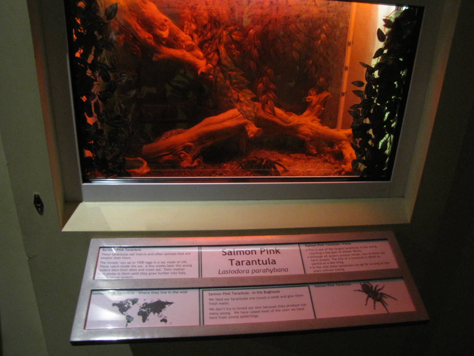 salmon pink tarantula tank