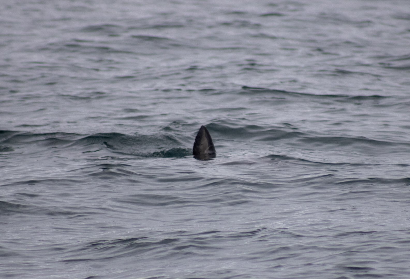 Salmon Shark - Alaska