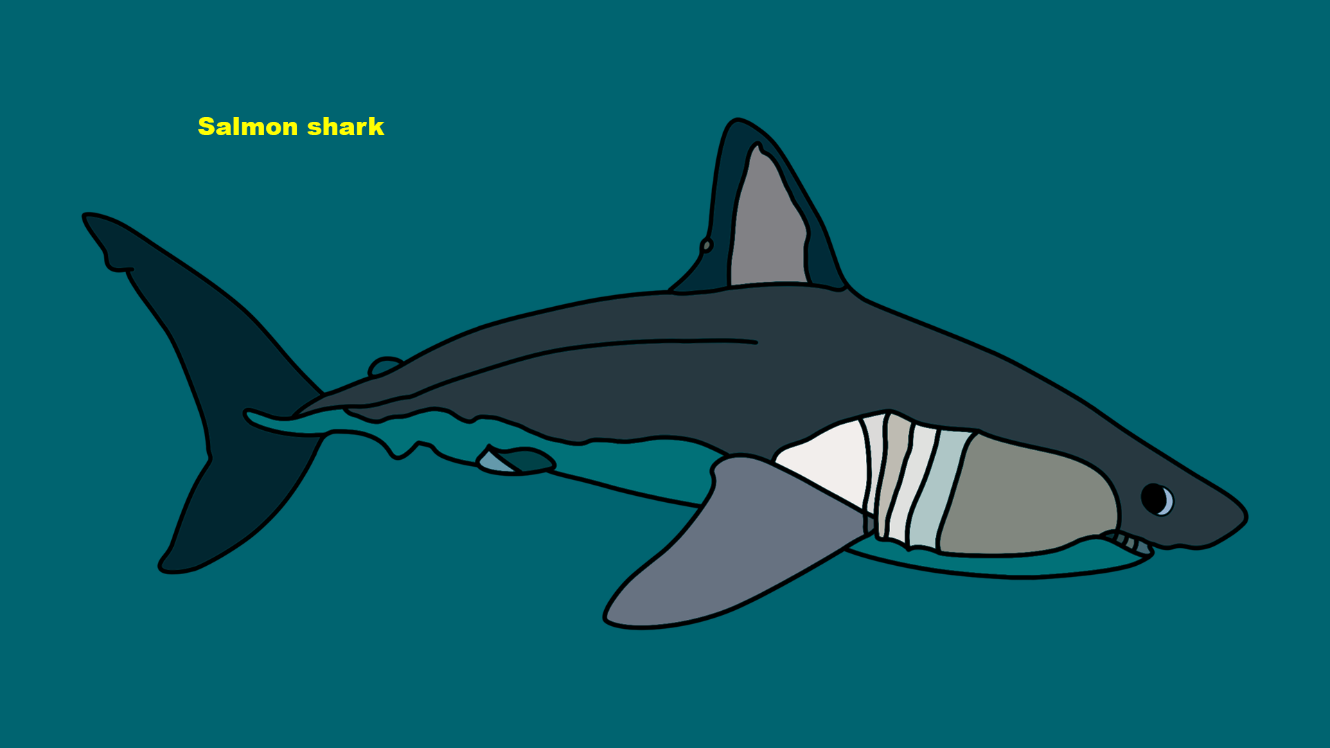 Salmon shark (Lamna ditropis)