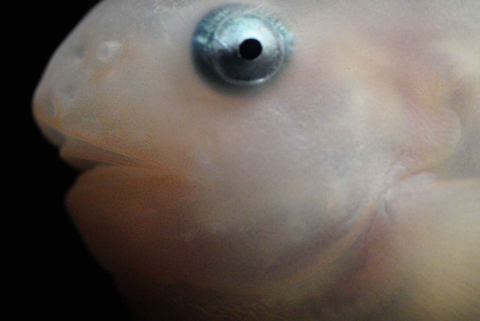 Salmon Snailfish (Careproctus Rastrinus)