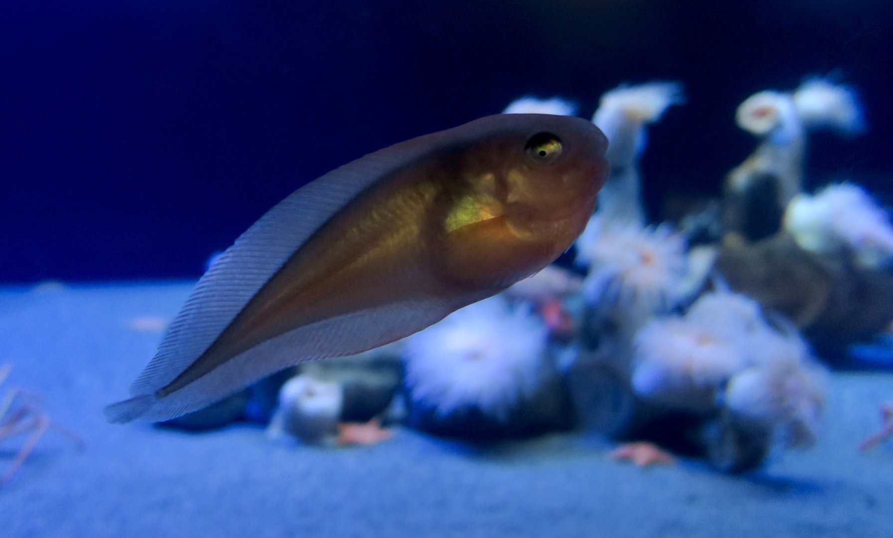 Salmon Snailfish (Careproctus rastrinus)