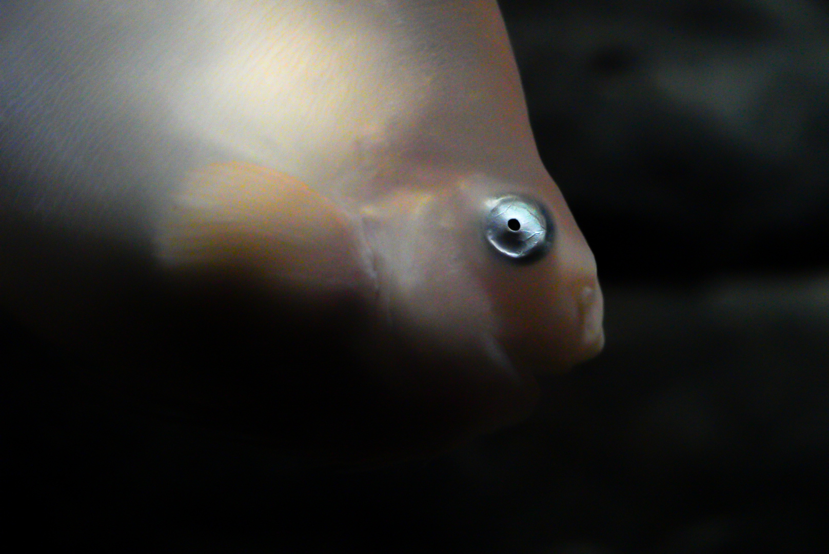 Salmon Snailfish // Into the Deep