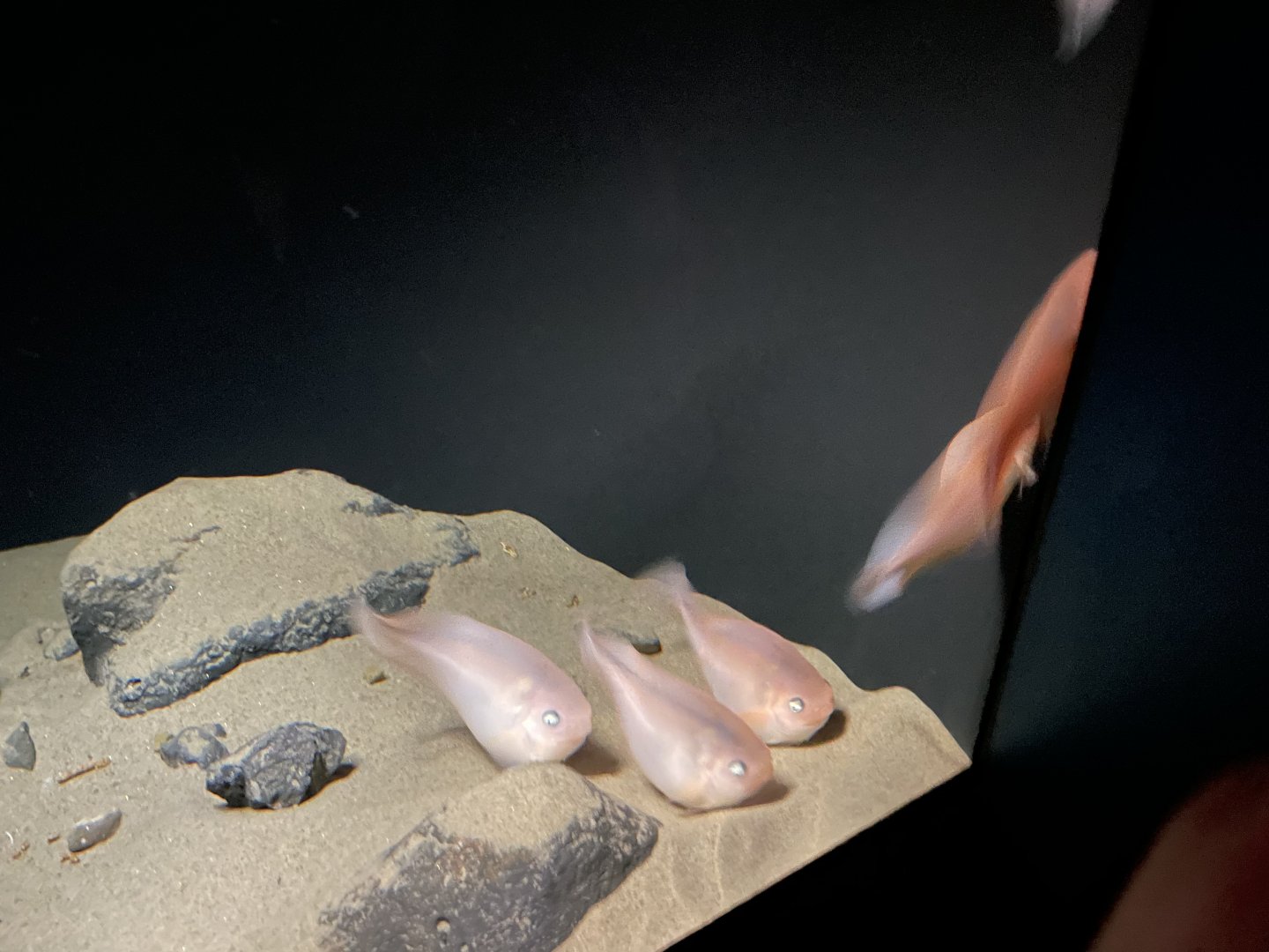 Salmon snailfish