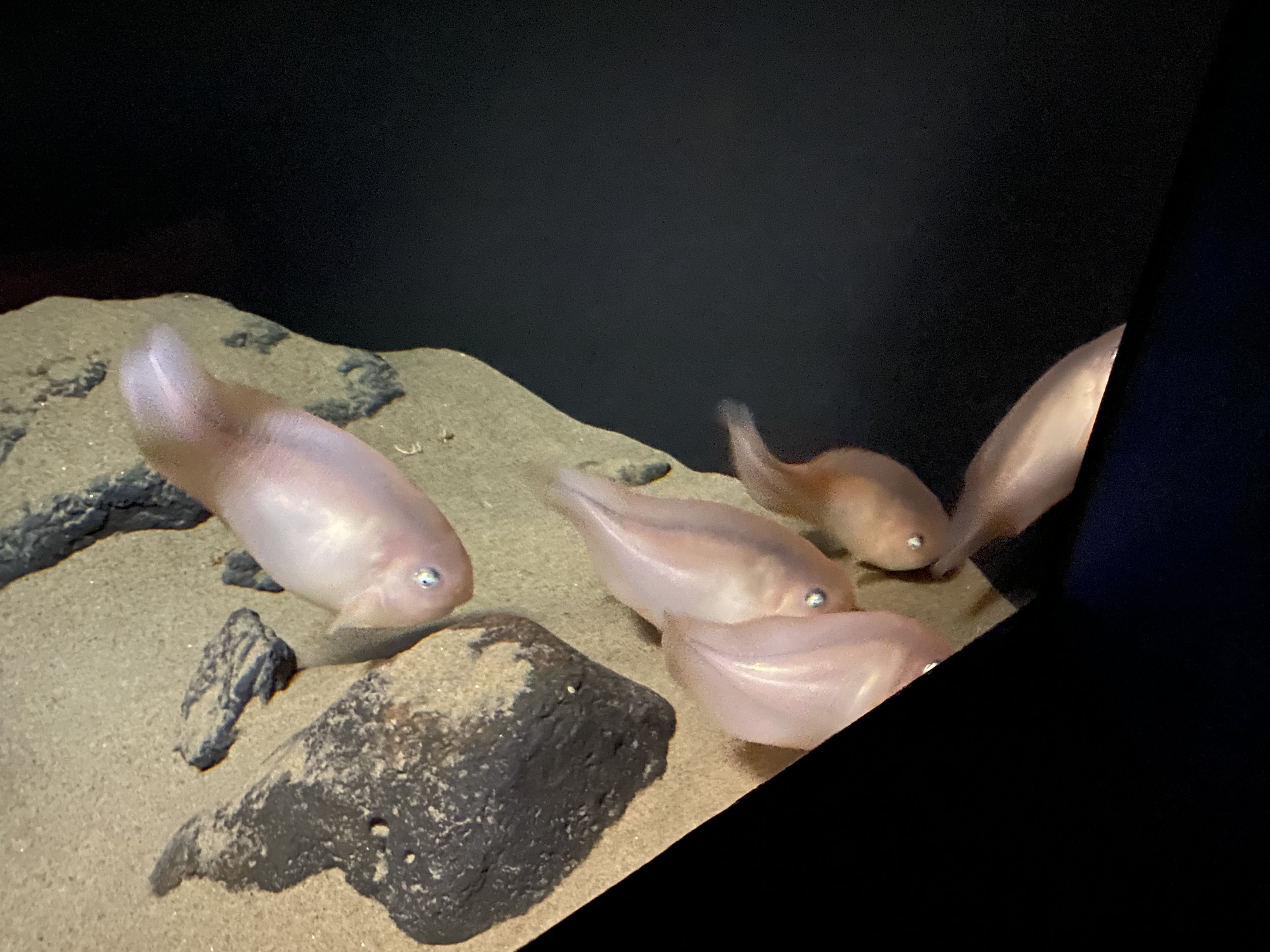 Salmon Snailfish