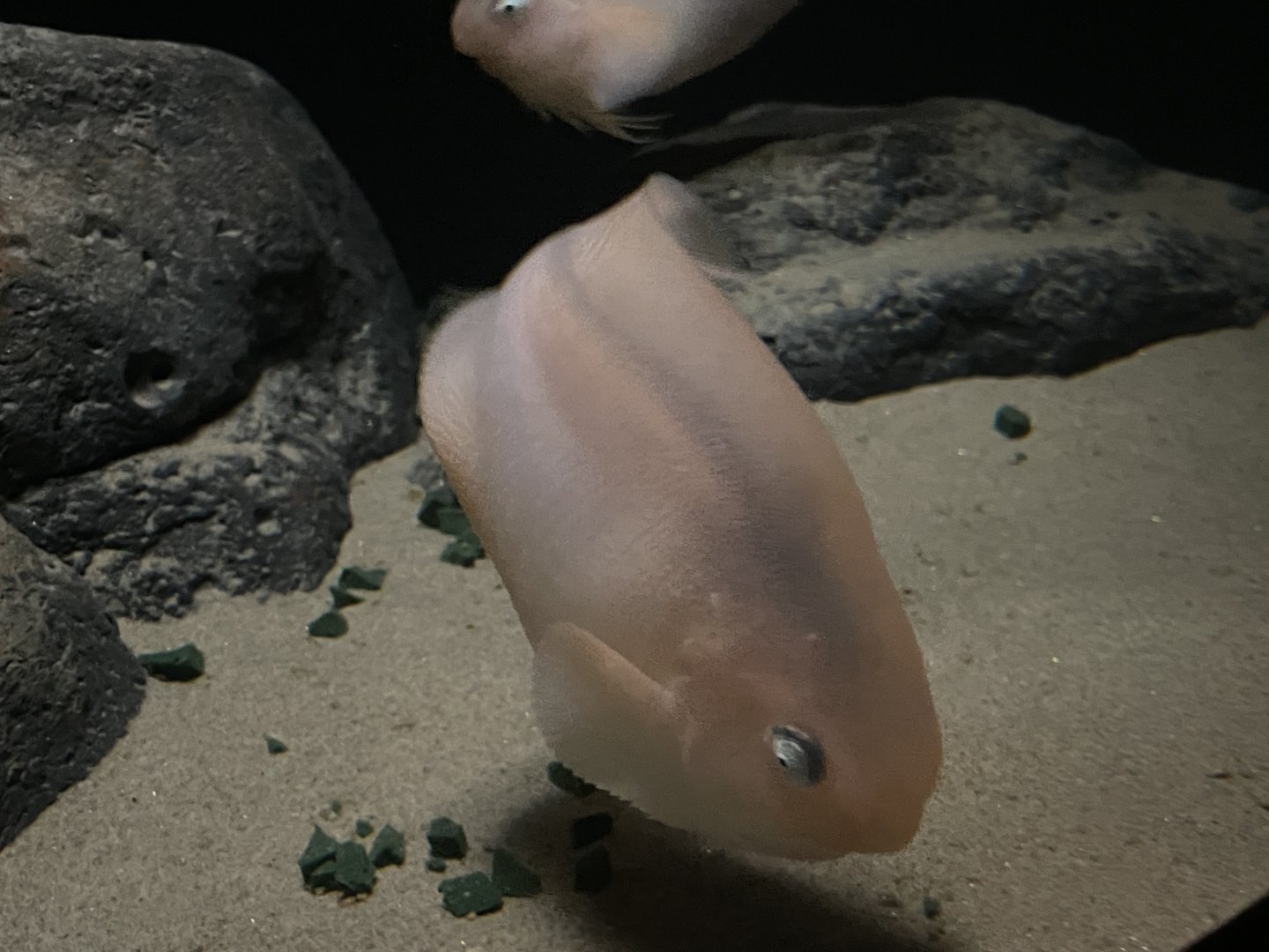 Salmon snailfish