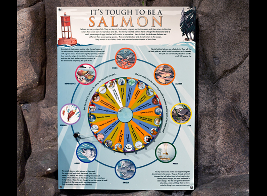 Salmon Wheel of Doom!