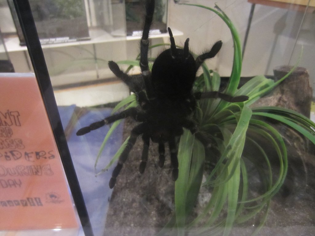 Salmonpink tarantula