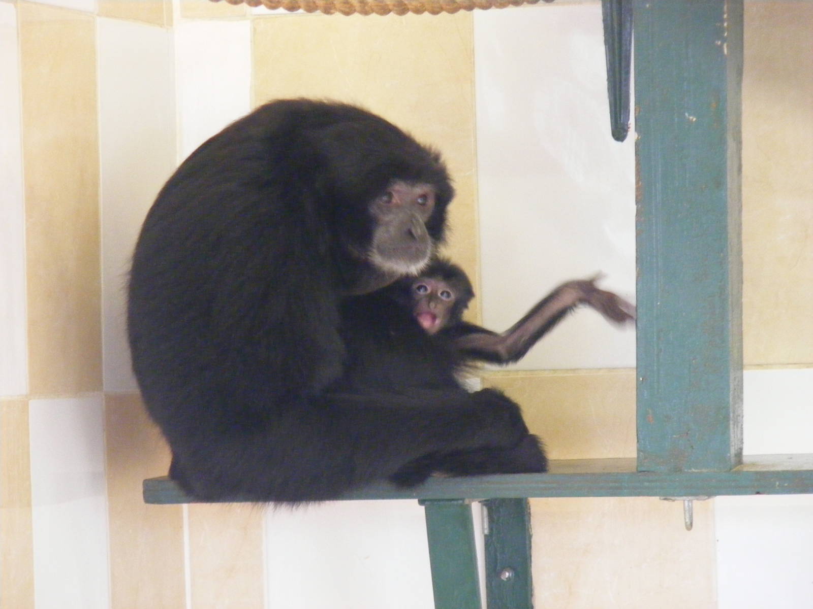 Salome and Sidney the siamang gibbons at Noah's Ark Zoo Farm, 5 March 2011